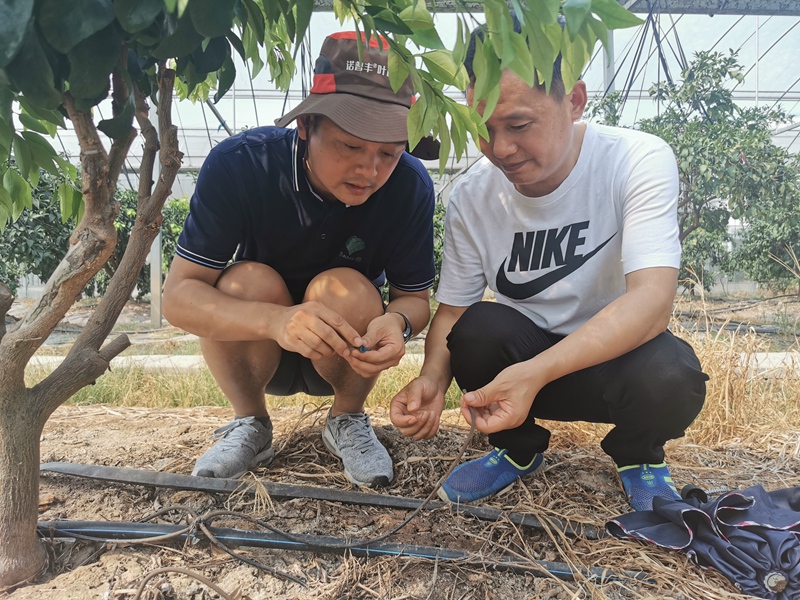 扶貧結對子 柑橘滿園紅 &mdash;&mdash;浙農控股集團精準幫扶龍游縣柑橘產業發展紀實